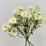 Pure White Classic Double Spray Chrysanthemum · White & Cream