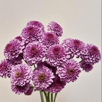 Purple Beauty Amethyst-Violet Spray Chrysanthemum · Purple & Lavender