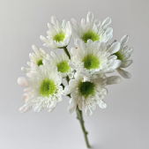 Radost White Cushion Pompon Spray Chrysanthemum · White & Cream