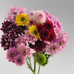 Rainbow Assorted Tinted Spray Chrysanthemum Mix · Bicolor & Multi-Color