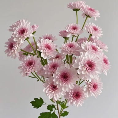 Red Heart White-Petal Red-Center Spray Mum · White & Cream