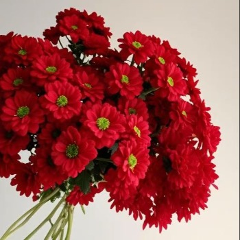 Red Rose Rose-Form Crimson Spray Chrysanthemum · Red