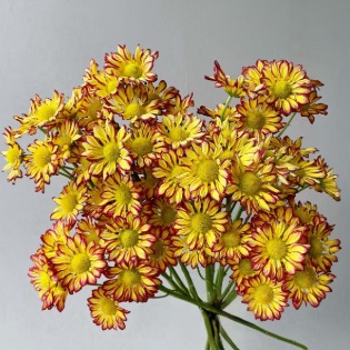 Roman Holiday Golden-Bronze Striped Spray Mum · Yellow & Gold