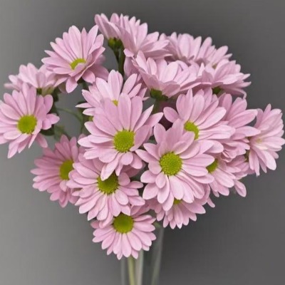 Salmon Pink Coral-Blush Spray Chrysanthemum · Pink & Blush