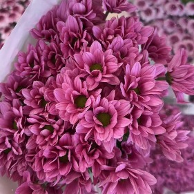 Salmon Purple Dusty Mauve-Coral Spray Mum · Purple & Lavender
