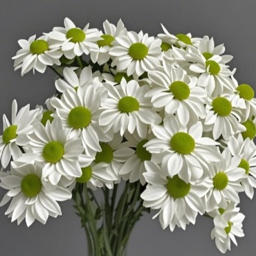 Salmon White Creamy Ivory Spray Chrysanthemum · White & Cream