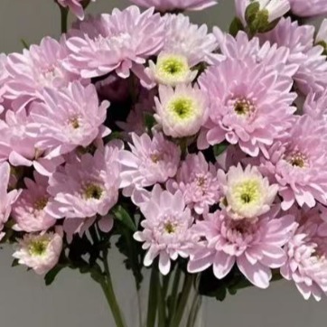 Seoul Creamy Blush-Pink Spray Chrysanthemum · Pink & Blush