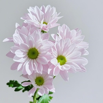 Soft Pink Pastel Baby-Pink Spray Chrysanthemum · Pink & Blush