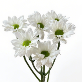 Soft White Silky Alabaster Spray Chrysanthemum · White & Cream