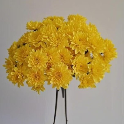 Sparkle Radiant Golden-Bronze Starburst Spray Mum · Yellow & Gold