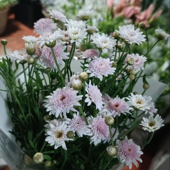 Strawberry-Heart Marguerite White Daisy Spray Mum · White & Cream