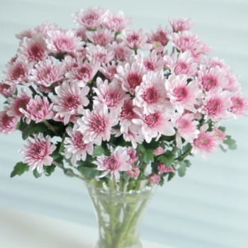 Strawberry Ice Cream Frosted Blush-White Spray Mum · Pink & Blush