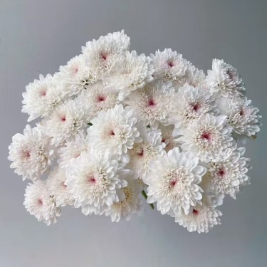 Strawberry Shortcake Fluffy White Cushion Spray Mum · White & Cream