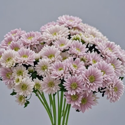 Strawberry Smoothie Frosted Berry-Pink Spray Mum · Pink & Blush