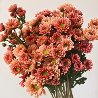 Tender Orange Soft Apricot-Tangerine Spray Mum · Orange & Coral