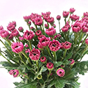 Tender Pink Gentle Baby-Blush Spray Mum · Pink & Blush