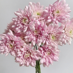 Tika Pink Bright Candy-Pink Button Spray Mum · Pink & Blush