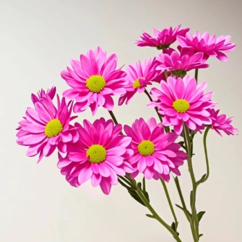 Tone Hot Magenta-Pink Daisy Spray Chrysanthemum · Pink & Blush