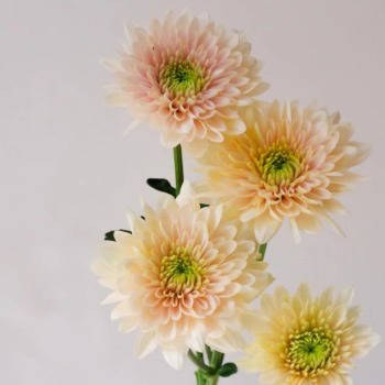 Vanilla Salad Soft Peach-Champagne Spray Mum · Champagne, Peach & Apricot