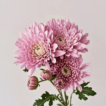 Veronica / Ronica Lilac-Pink Spray Chrysanthemum · Purple & Lavender