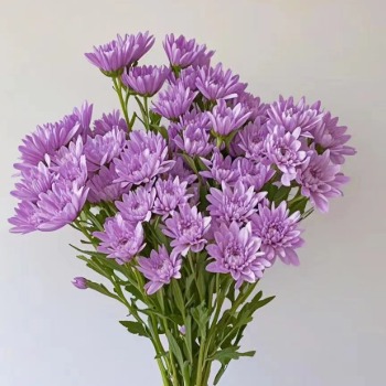 Veronica Lavender-Pink Cushion Spray Mum · Purple & Lavender