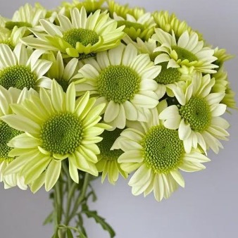 Vigor Crisp White Lime-Center Daisy Spray Mum · White & Cream