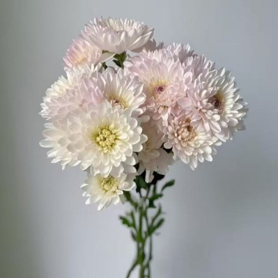 Viya Romantic Rose-Pink Cushion Spray Mum · Pink & Blush