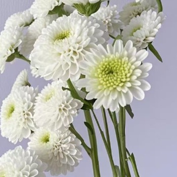 White Button Petite Pompon Santini Chrysanthemum · White & Cream
