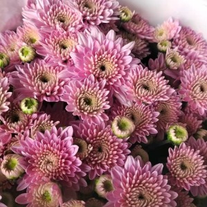 Yunnan Peach Juicy Peach-Pink Spray Chrysanthemum · Pink & Blush