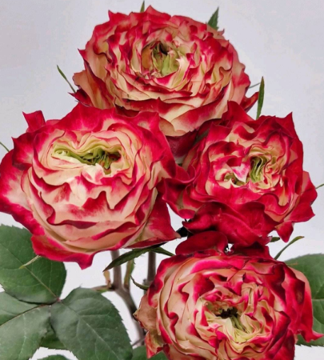 Apple Jack Red-and-Yellow Bicolor Spray Rose · Bicolor & Multi-Color