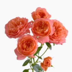 Apricot Juice Vibrant Coral-Orange Spray Rose · Orange & Coral