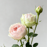 Baby Chameleon Pale Blush-Ivory Spray Rose · White & Cream
