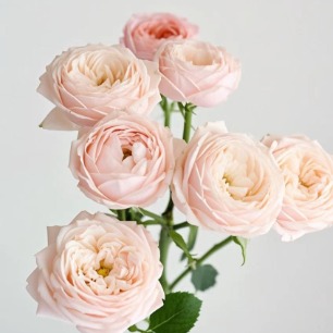 Berlin Girl Soft Peach-Champagne Spray Rose · Champagne, Peach & Apricot