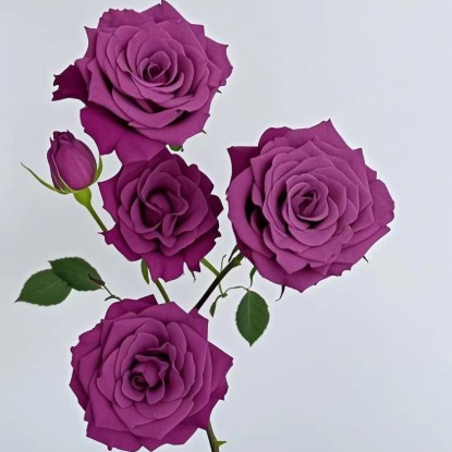Blueberry Mauve-Purple Spray Rose · Purple & Lavender