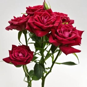 Borselina Red Deep Crimson-Burgundy Spray Rose · Red