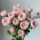 Cool Pi Dusty Mauve Spray Rose · Pink & Blush