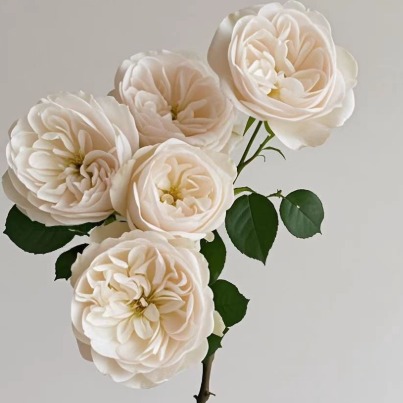 Darlington Creamy White Ruffled Spray Rose · White & Cream