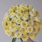 Doll Princess Cream-Yellow Cupped Spray Rose · White & Cream