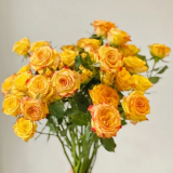 Eyeliner Golden-Yellow Spray Rose · Yellow & Gold