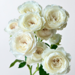 Fairy Kiss Pure White Spray Rose · White & Cream