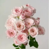 Fairy Kiss Pink Picotee Spray Rose · Pink & Blush