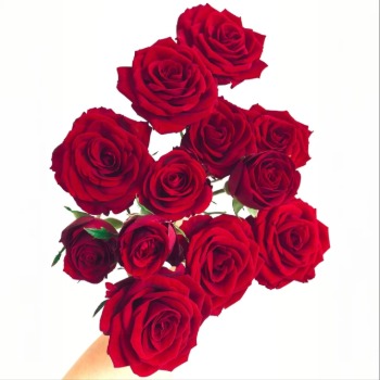 In Love Deep Velvet Crimson Spray Rose · Red