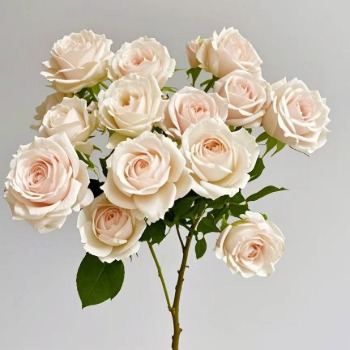 Jenny Belle Creamy Ivory-White Spray Rose · White & Cream