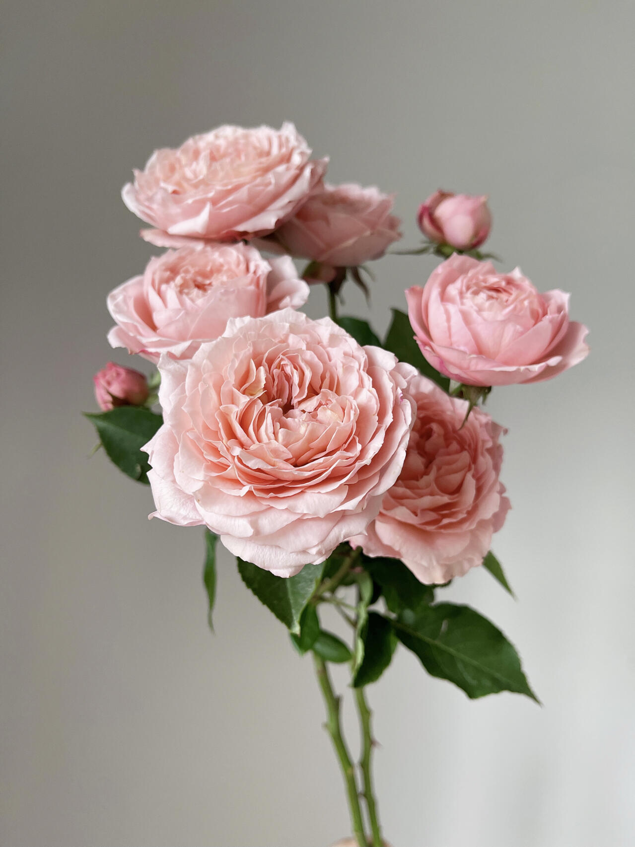 Julieta Apricot-Peach Garden Spray Rose · Champagne, Peach & Apricot