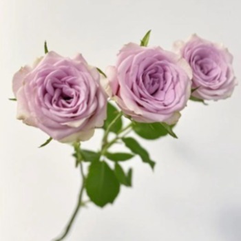 Laila Mauve-Lavender Spray Rose · Purple & Lavender