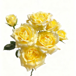 Lemon Juice Fresh Lemon-Yellow Spray Rose · Yellow & Gold