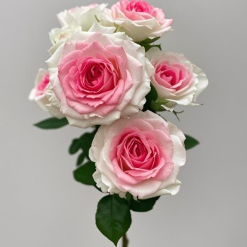 Midnight Magic Blush-Pink & Green-Guard Spray Rose · Pink & Blush