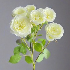 Nuannuan Creamy White Green-Eye Spray Rose · White & Cream