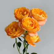 Orange Juice Terrazza Bright Tangerine Spray Rose · Orange & Coral