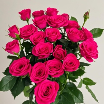 Pink Floyd Hot Magenta Spray Rose · Pink & Blush